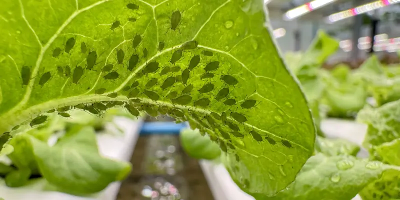 Green aphids clustered on the underside of a lettuce leaf