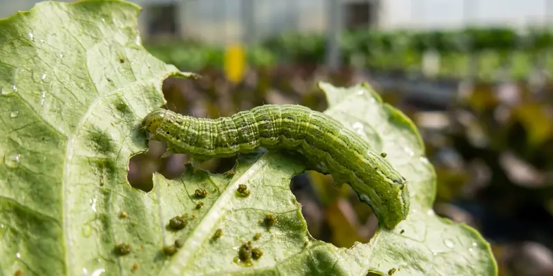 Helicoverpa caterpillar feeding on a greenhouse leaf