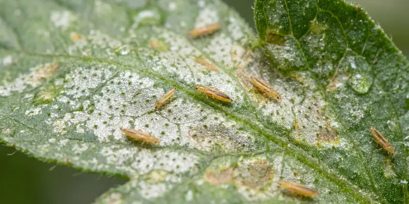 Western flower thrips on a damaged leaf showing silvery scarring